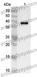 Anti-Mouse CD317/BST2 Polyclonal Antibody