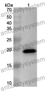 Anti-Mouse FSTL1 Polyclonal Antibody