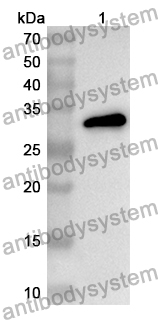 Anti-Mouse PLA2R1/PLA2R Polyclonal Antibody