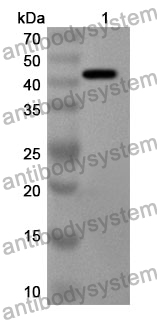 Anti-Mouse CHIT1 Polyclonal Antibody