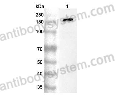 Anti-Mouse PTK7/CCK-4 Polyclonal Antibody