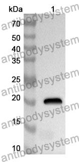 Anti-Mouse MFAP5 Polyclonal Antibody