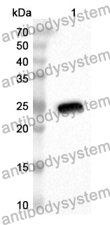 Anti-Mouse BTN1A1 Polyclonal Antibody