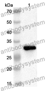 Anti-Mouse MSLN/Mesothelin Polyclonal Antibody