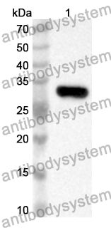 Anti-Mouse ADGRE1/EMR1 Polyclonal Antibody