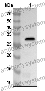 Anti-Mouse FGL2 Polyclonal Antibody