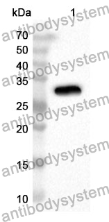 Anti-Mouse LRRC32/GARP Polyclonal Antibody