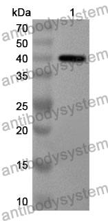 Anti-Mouse TGFBI Polyclonal Antibody