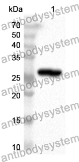 Anti-Mouse CD226/DNAM-1 Polyclonal Antibody