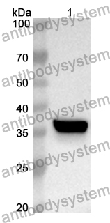 Anti-Mouse NTRK3/TrkC Polyclonal Antibody