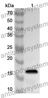 Anti-Mouse IL17A Polyclonal Antibody