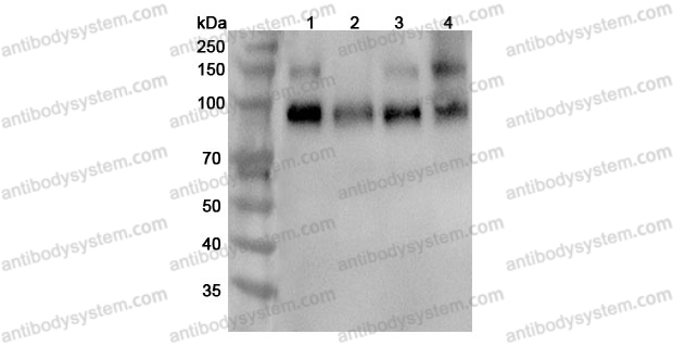 Anti-Mouse TrkB /NTRK2 Polyclonal Antibody