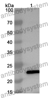 Anti-Mouse CA9 Polyclonal Antibody