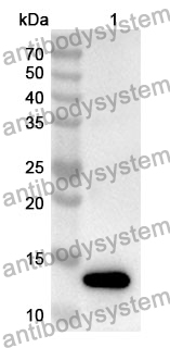 Anti-Mouse TIGIT Polyclonal Antibody