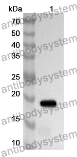 Anti-Mouse CDNF Polyclonal Antibody