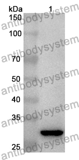 Anti-Mouse FBLN7 Polyclonal Antibody