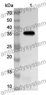 Anti-Mouse IL23R Polyclonal Antibody