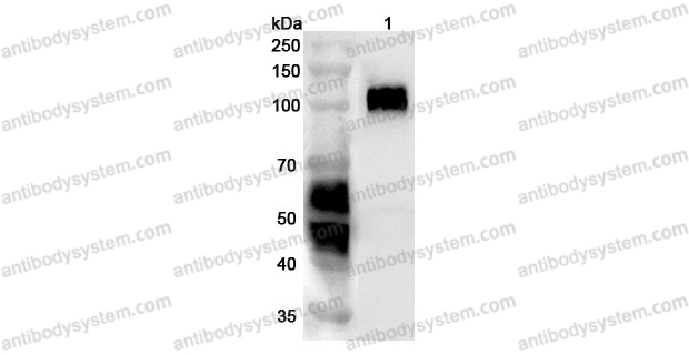 Anti-Mouse CD276/B7-H3 Polyclonal Antibody