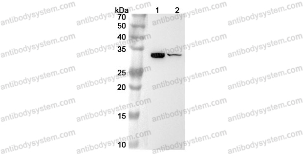 Anti-Mouse IL31 Polyclonal Antibody