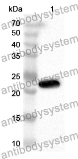 Anti-Mouse SFRP4 Polyclonal Antibody