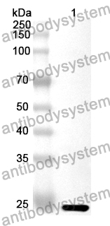 Anti-Mouse LILRA6 Polyclonal Antibody