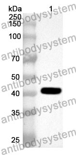 Anti-Mouse REG3G Polyclonal Antibody