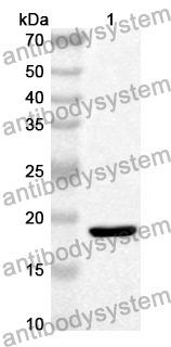 Anti-Mouse NPNT Polyclonal Antibody