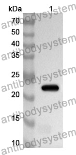 Anti-Mouse IL20RB Polyclonal Antibody