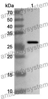 Anti-Mouse IL34 Polyclonal Antibody