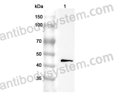 Anti-Mouse GDF7 Polyclonal Antibody