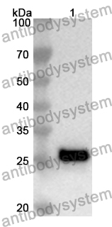 Anti-Mouse CD163 Polyclonal Antibody