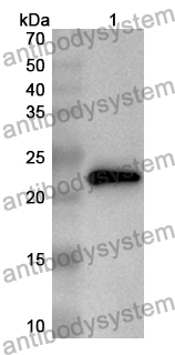 Anti-Mouse IFNLR1 Polyclonal Antibody