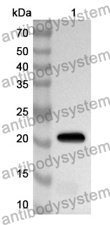 Anti-Mouse IL28A/IFNL2 Polyclonal Antibody