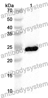 Anti-Mouse IL22RA1 Polyclonal Antibody