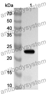 Anti-Mouse IL31RA Polyclonal Antibody