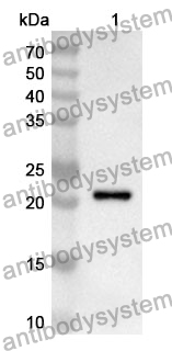 Anti-Mouse CD200R1/OX2R Polyclonal Antibody