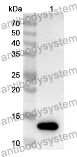 Anti-Mouse CD366/HAVCR2/TIM-3 Polyclonal Antibody