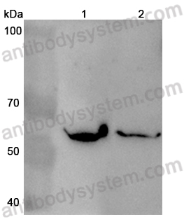 Anti-Mouse CD351/FCAMR Polyclonal Antibody