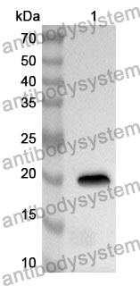 Anti-Mouse CCL17/TARC Polyclonal Antibody