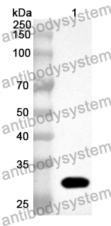 Anti-Mouse CD101 Polyclonal Antibody