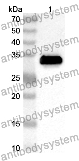 Anti-Mouse LRIG1 Polyclonal Antibody