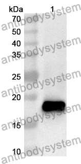 Anti-Mouse IL17F Polyclonal Antibody