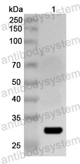 Anti-Mouse SIGLEC12 Polyclonal Antibody