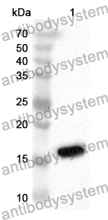 Anti-Mouse CD268/TNFRSF13C Polyclonal Antibody