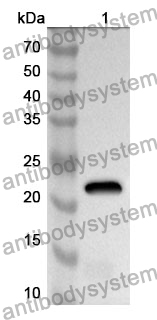 Anti-Mouse GDF15/MIC1 Polyclonal Antibody