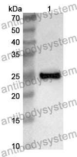 Anti-Mouse SPON2 Polyclonal Antibody