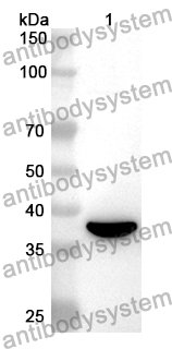 Anti-Mouse FOXP3 Polyclonal Antibody