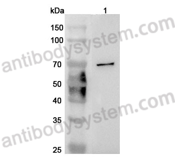 Anti-Mouse CD244 Polyclonal Antibody