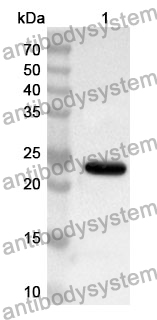 Anti-Mouse CD229/LY9 Polyclonal Antibody