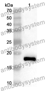 Anti-Mouse SEMA4B Polyclonal Antibody